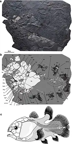 Голотип и скелетная реконструкция R. heinzfurreri