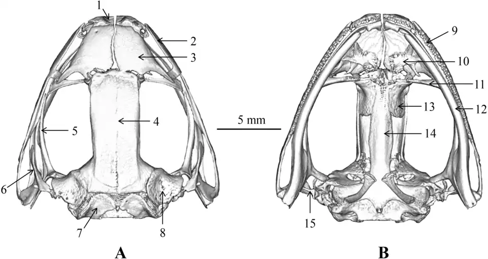 Череп лягушки Nidirana leishanensis (A) Сверху. (B) Снизу. 1&nbsp;— предчелюстная кость, 2&nbsp;— верхнечелюстная кость, 3&nbsp;— носовая кость, 4&nbsp;— лобнотеменная кость, 5&nbsp;— крыловидная кость, 6&nbsp;— чешуйчатая кость, 7&nbsp;— боковая затылочная кость, 8&nbsp;— переднеушная кость, 9&nbsp;— зубы верхней челюсти, 10&nbsp;— предсошник, 11&nbsp;— нёбная кость, 12&nbsp;— нижняя челюсть, 13&nbsp;— клиновиднообонятельная кость, 14&nbsp;— парасфеноид, 15&nbsp;— стремечко