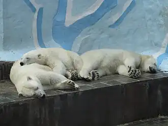 Белые медведи