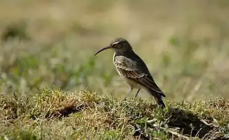 Тонкоклювый печник-землекоп