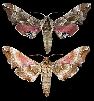 Smerinthus kindermannii