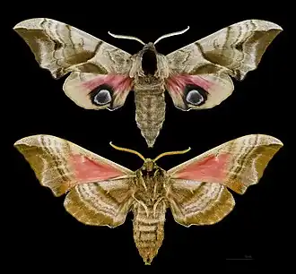 Бражник глазчатый