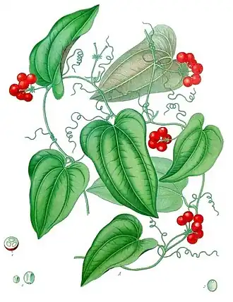 Smilax aristolochiifolia. Ботаническая иллюстрация из книги Köhler’s Medizinal-Pflanzen, 1887