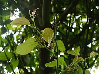 Smilax azorica на острове Сан-Мигел