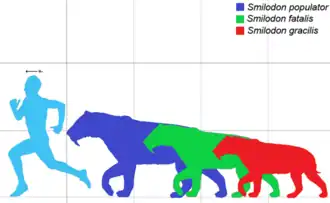 Красный&nbsp;— Smilodon gracilis