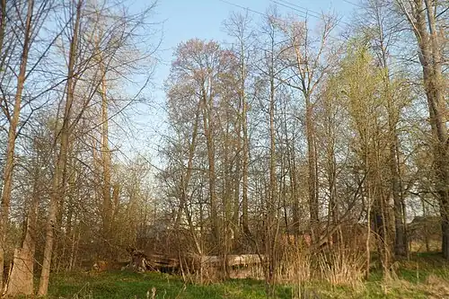 Заросли Смирновского парка