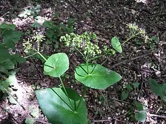 Смирния пронзённолистная