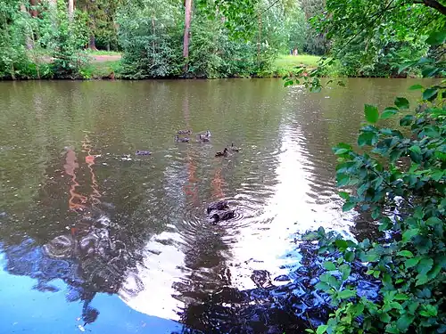 Утки в пруду