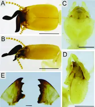Солдат и рабочий Planicapritermes longilabrum