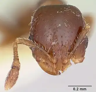Solenopsis photophila