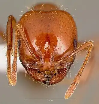 Голова солдата Solenopsis xyloni