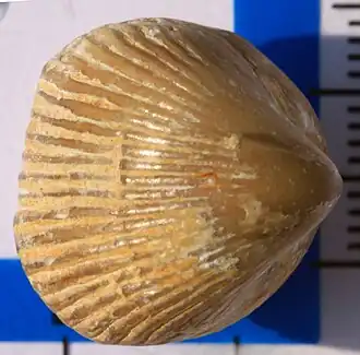 Somalirhyncia pedunculate