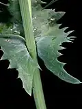 Стеблеобъемлющий лист Sonchus oleraceus