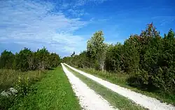 Дорога среди кустов можжевельника