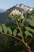 Рябина ситхенская (Sorbus sitchensis)