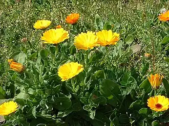 Ноготки лекарственныеОбщий вид цветущих растений