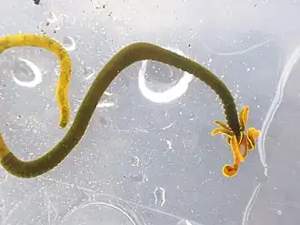 Acrocirrus trisectus