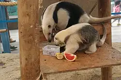 Тамандуа (Неполнозубые, муравьеды)