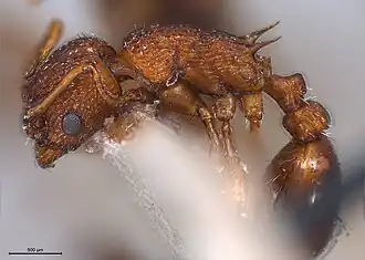 Myrmica salina
