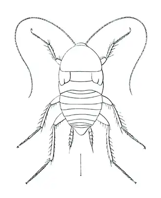 Spelaeoblatta gestroi