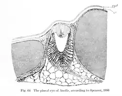 Орган, похожий на глаз, находится под кожей