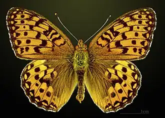 Перламутровка Аглая