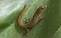 Sphaerodactylus sabanus