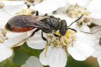 Sphecodes ferruginatus