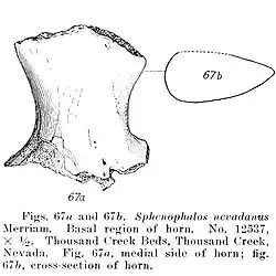 Основание рога