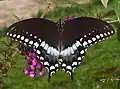 Papilio troilus‎29 июня 2022