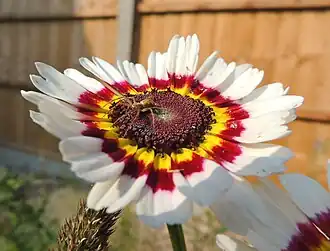 Соцветие-корзинка с пауком