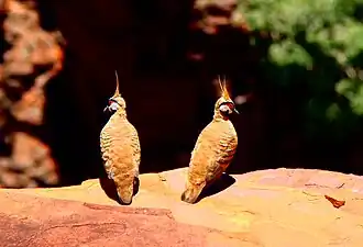 Острохохлый каменный голубь (Geophaps plumifera)