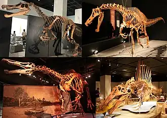 1-й ряд: барионикс и Irritator;2-й ряд: Suchomimus и спинозавр.