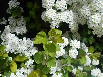 Спирея трехлопостная