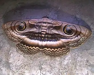 Spirama recessa(Erebinae, Hypopyrini)