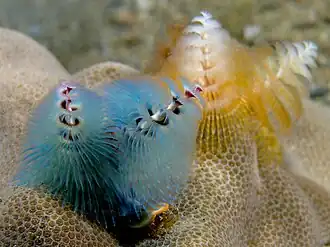 Spirobranchus giganteus