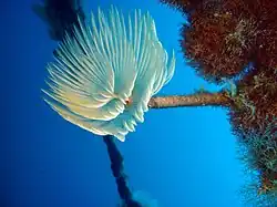 Sabella spallanzanii (Sabellidae)