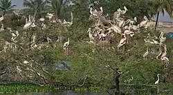 Серые пеликаны гнездятся вместе с аистами