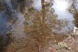 Кевса южнее Медынцево