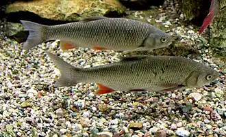 Голавль на выставке «Subaqueous Vltava» в Праге