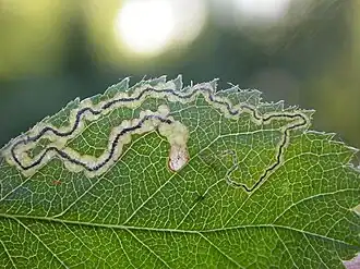 Мина гусеницы Stigmella splendidissimella