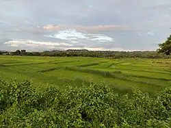 Заливное рисовое поле в Binangonan в провинции Рисаль, Филиппины