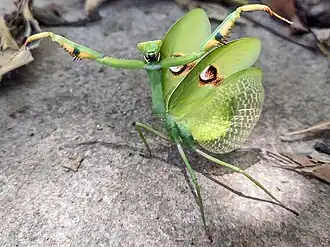 Поза угрозы