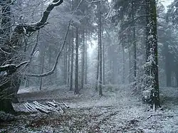 Зимняя природа Великобритании