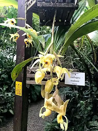 Stanhopea maduroi в оранжерее Ботанического сада Мюнхен-Нимфенбург