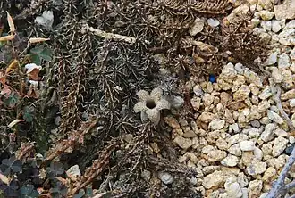 Stapelianthus decaryi