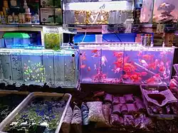 Аквариумы на Староконном рынке