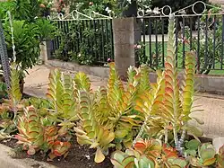 Декоративное применение