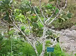 Ствол и ветви