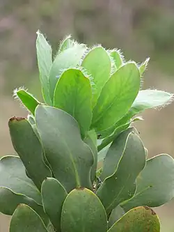 Опушённые листья